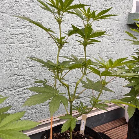 Fast Eddy CBD auto / Special Queen #1 auto \ Durban Dew growlog timeline photo