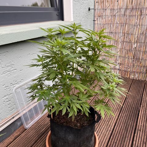 Fast Eddy CBD auto / Special Queen #1 auto \ Durban Dew growlog timeline photo