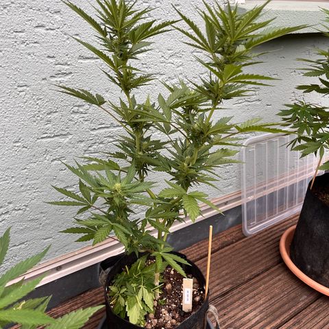 Fast Eddy CBD auto / Special Queen #1 auto \ Durban Dew growlog timeline photo