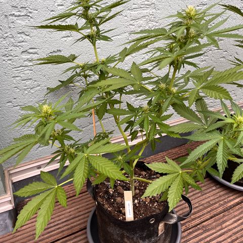 Fast Eddy CBD auto / Special Queen #1 auto \ Durban Dew growlog timeline photo