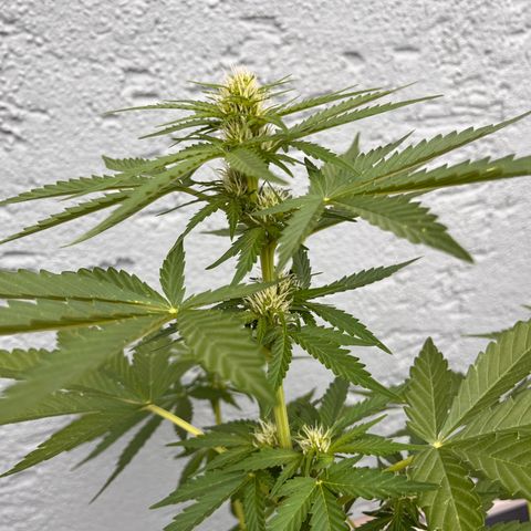 Fast Eddy CBD auto / Special Queen #1 auto \ Durban Dew growlog timeline photo
