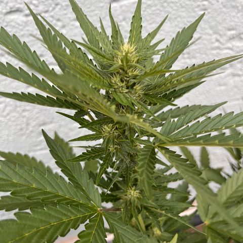 Fast Eddy CBD auto / Special Queen #1 auto \ Durban Dew growlog timeline photo