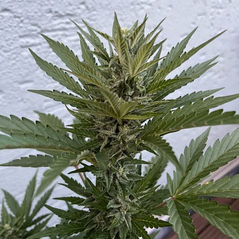 Fast Eddy CBD auto / Special Queen #1 auto \ Durban Dew growlog timeline photo