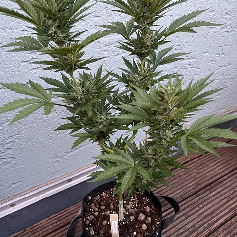 Fast Eddy CBD auto / Special Queen #1 auto \ Durban Dew growlog timeline photo