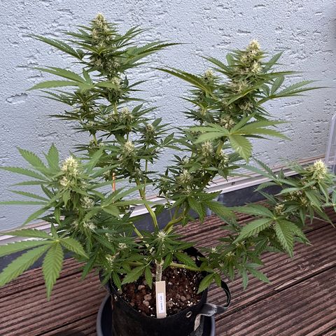 Fast Eddy CBD auto / Special Queen #1 auto \ Durban Dew growlog timeline photo