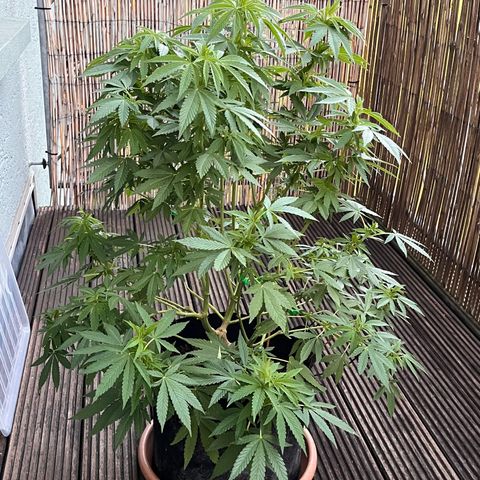 Fast Eddy CBD auto / Special Queen #1 auto \ Durban Dew growlog timeline photo