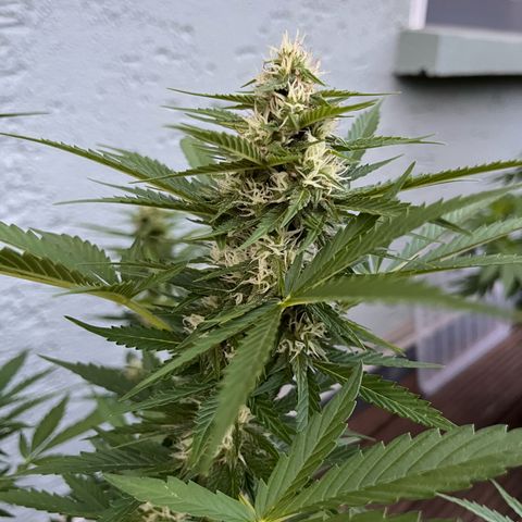 Fast Eddy CBD auto / Special Queen #1 auto \ Durban Dew growlog timeline photo