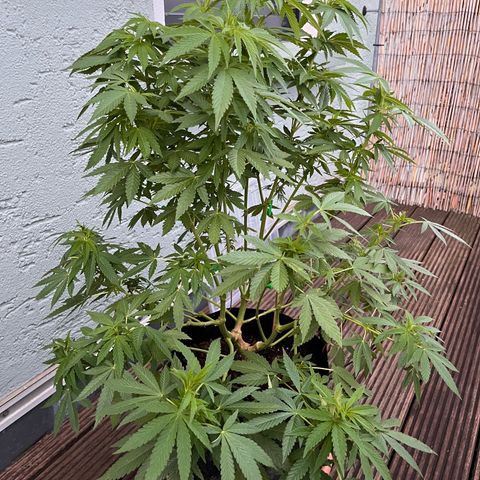Fast Eddy CBD auto / Special Queen #1 auto \ Durban Dew growlog timeline photo