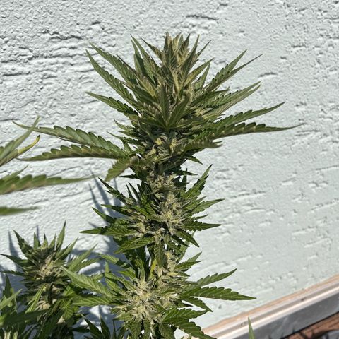 Fast Eddy CBD auto / Special Queen #1 auto \ Durban Dew growlog photo: Fast Eddy CBD