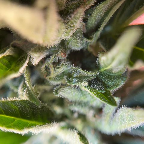Fast Eddy CBD auto / Special Queen #1 auto \ Durban Dew growlog photo: Fast Eddy CBD