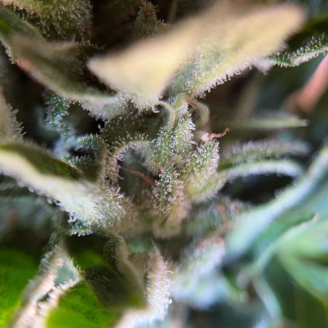 Fast Eddy CBD auto / Special Queen #1 auto \ Durban Dew growlog photo: Fast Eddy CBD