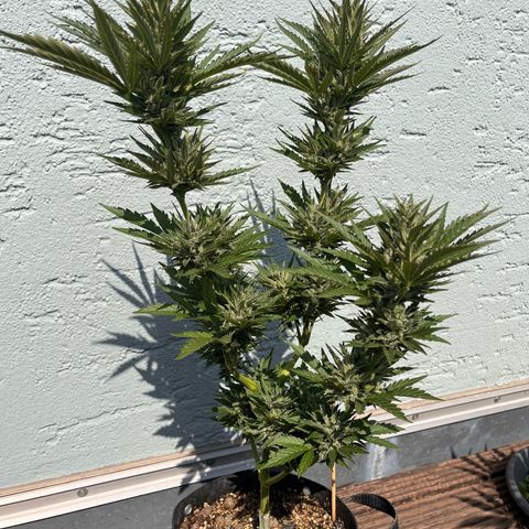 Fast Eddy CBD auto / Special Queen #1 auto \ Durban Dew growlog photo: Fast Eddy CBD