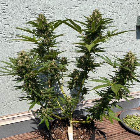 Fast Eddy CBD auto / Special Queen #1 auto \ Durban Dew growlog photo: Special Queen #1 autoflower