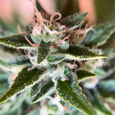Fast Eddy CBD auto / Special Queen #1 auto \ Durban Dew growlog photo: Special Queen #1 autoflower