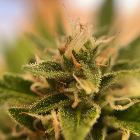 Fast Eddy CBD auto / Special Queen #1 auto \ Durban Dew growlog photo: Special Queen #1 autoflower
