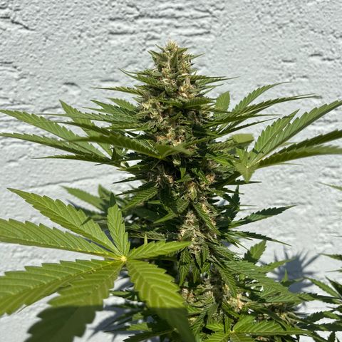 Fast Eddy CBD auto / Special Queen #1 auto \ Durban Dew growlog photo: Special Queen #1 autoflower