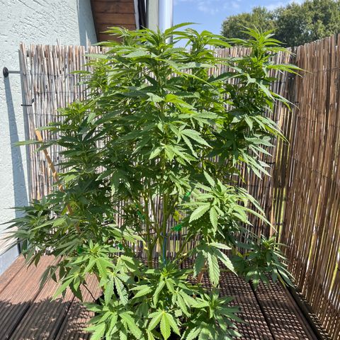 Fast Eddy CBD auto / Special Queen #1 auto \ Durban Dew growlog photo: Durban Dew 