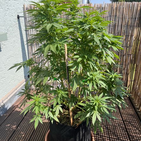 Fast Eddy CBD auto / Special Queen #1 auto \ Durban Dew growlog photo: Durban Dew 