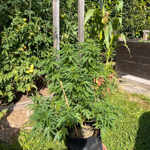Fast Eddy CBD auto / Special Queen #1 auto \ Durban Dew growlog timeline photo