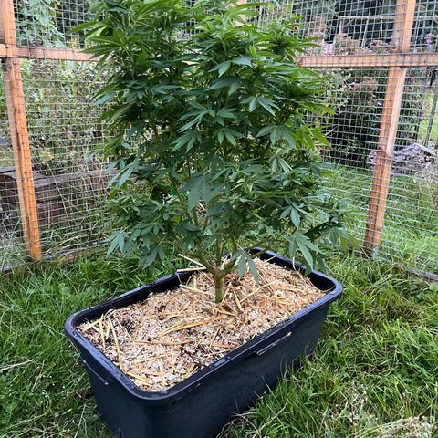 Fast Eddy CBD auto / Special Queen #1 auto \ Durban Dew growlog timeline photo