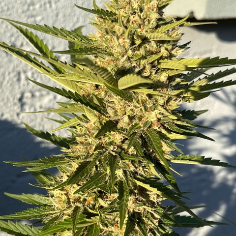 Fast Eddy CBD auto / Special Queen #1 auto \ Durban Dew growlog timeline photo