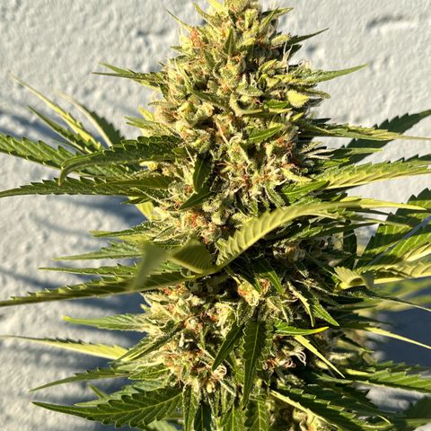 Fast Eddy CBD auto / Special Queen #1 auto \ Durban Dew growlog timeline photo