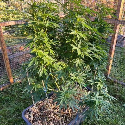 Fast Eddy CBD auto / Special Queen #1 auto \ Durban Dew growlog timeline photo