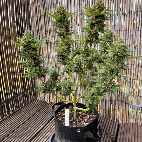 Fast Eddy CBD auto / Special Queen #1 auto \ Durban Dew growlog timeline photo