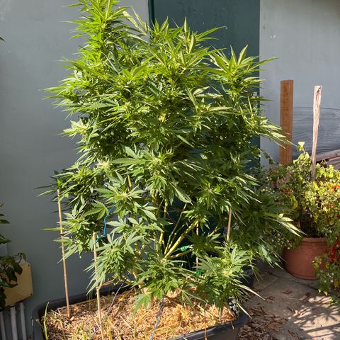 Fast Eddy CBD auto / Special Queen #1 auto \ Durban Dew growlog timeline photo