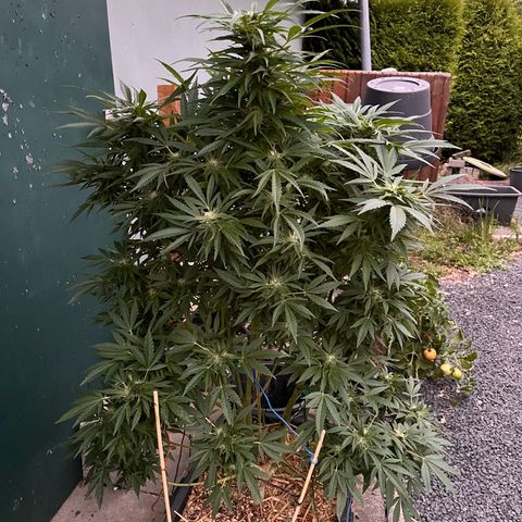 Fast Eddy CBD auto / Special Queen #1 auto \ Durban Dew growlog timeline photo