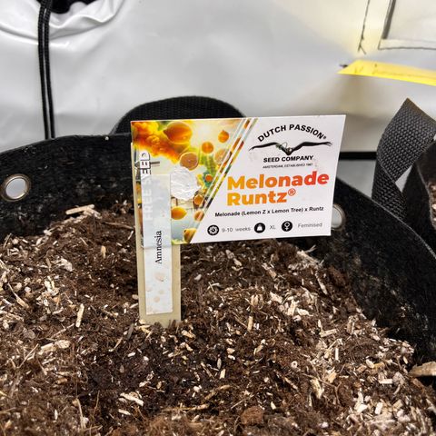 Pink Runtz growlog timeline photo