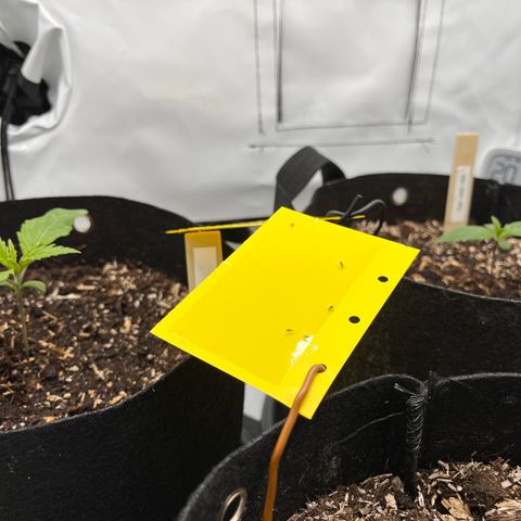 Pink Runtz growlog timeline photo