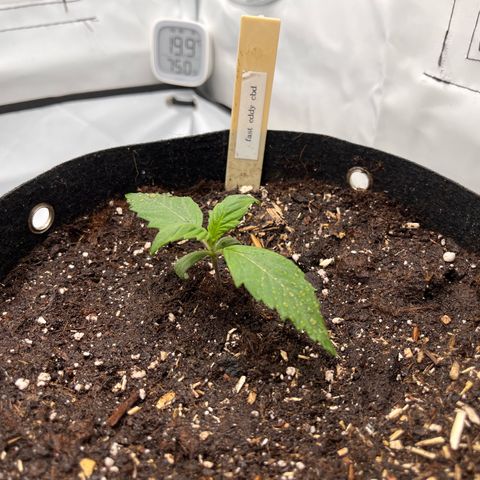 Pink Runtz growlog timeline photo