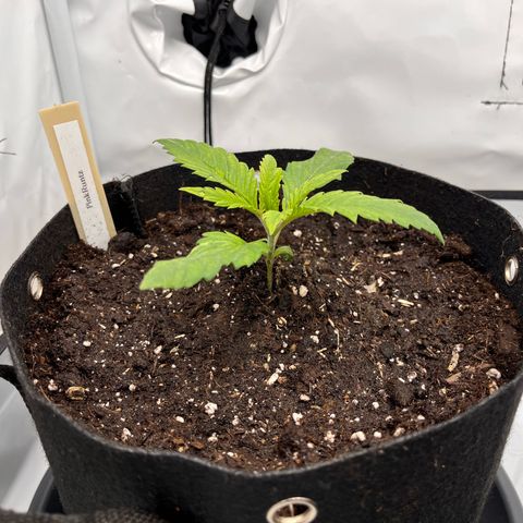 Pink Runtz growlog timeline photo