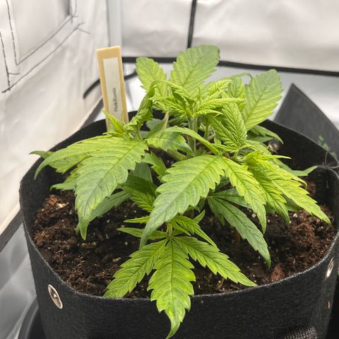 Pink Runtz growlog timeline photo
