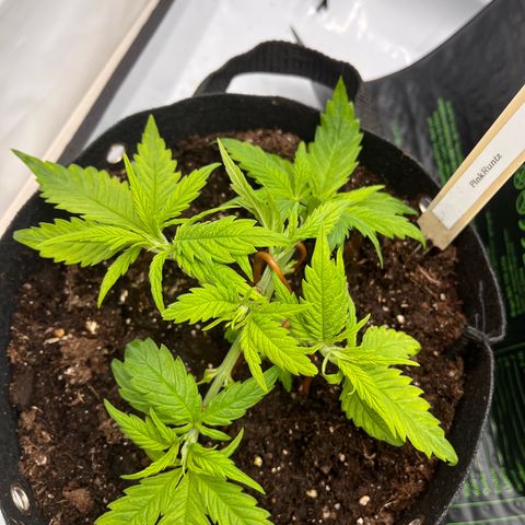 Pink Runtz growlog timeline photo