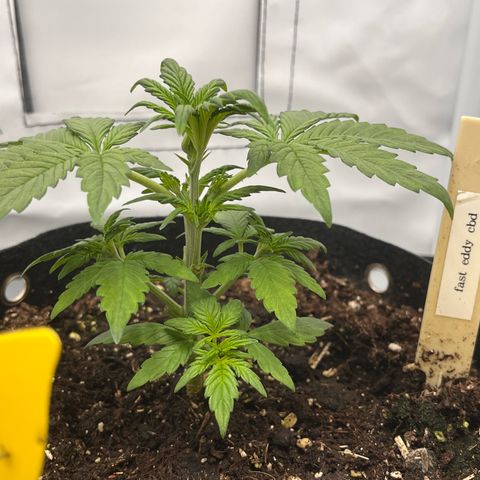 Pink Runtz growlog timeline photo