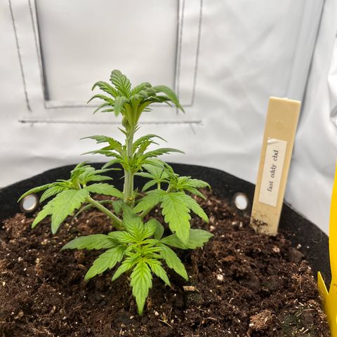 Pink Runtz growlog timeline photo