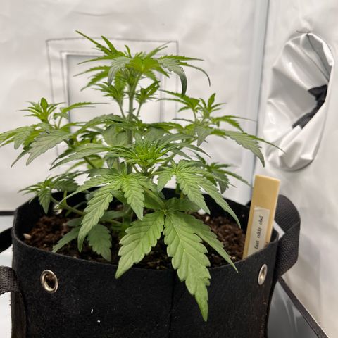 Pink Runtz growlog timeline photo