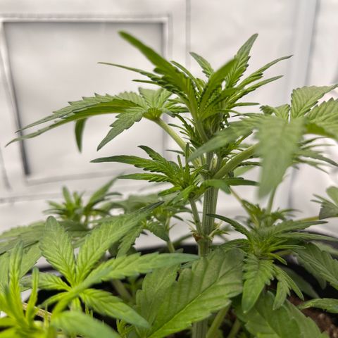 Pink Runtz growlog timeline photo