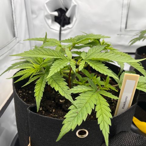 Pink Runtz growlog timeline photo