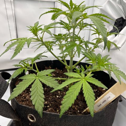 Pink Runtz growlog timeline photo