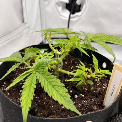 Pink Runtz growlog timeline photo