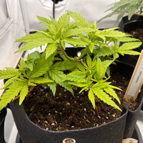 Pink Runtz growlog timeline photo