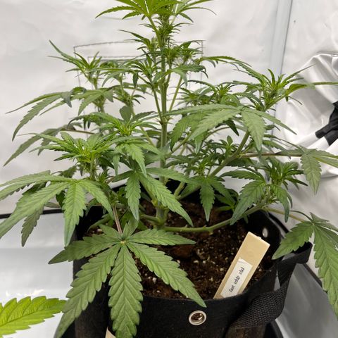Pink Runtz growlog timeline photo