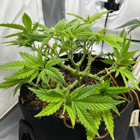 Pink Runtz growlog timeline photo