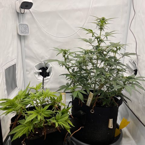 Pink Runtz growlog timeline photo