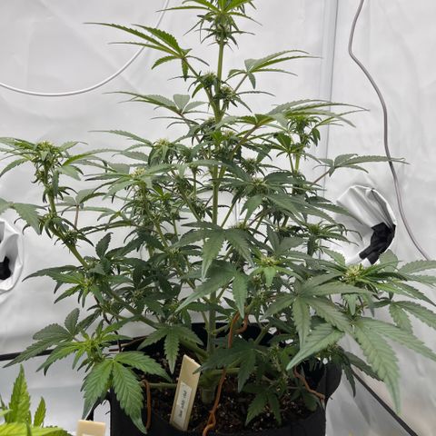 Pink Runtz growlog timeline photo