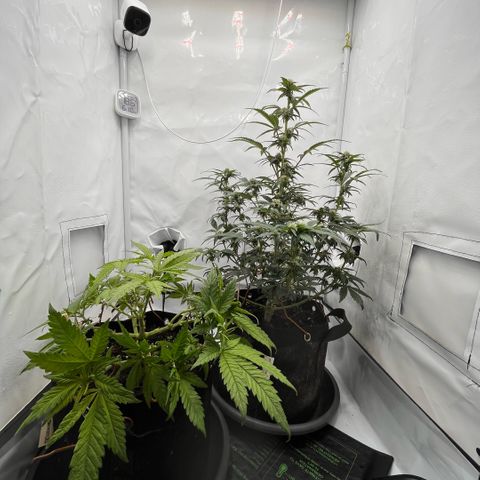 Pink Runtz growlog timeline photo
