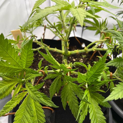 Pink Runtz growlog timeline photo